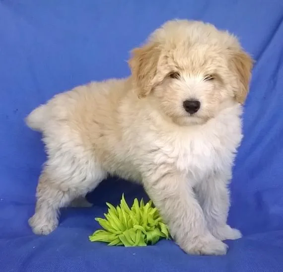 Healthy Aussie Doodle puppies For Available