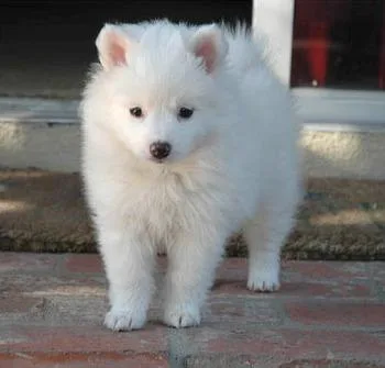 Home Raised Keeshond Puppies