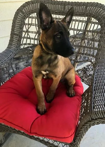 Well socialized Belgian Malinois  puppies