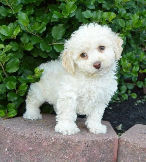 Gorgeous Cockapoo Puppies Ready-to-go
