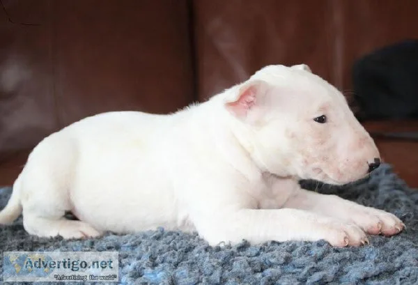 Bull terriers puppies.