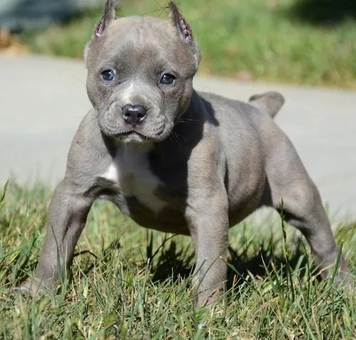 Beautiful American Pit Bull Terrier puppies ready