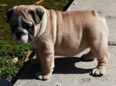 Excellent English Bulldog Puppies