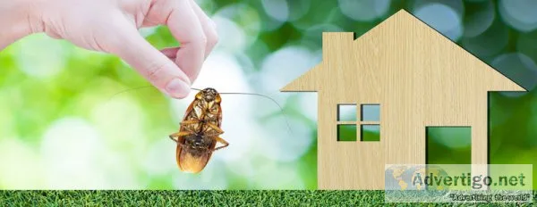 Cockroach control service in hyderabad