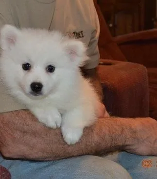 3 beautiful American Eskimo (Dog) puppies.