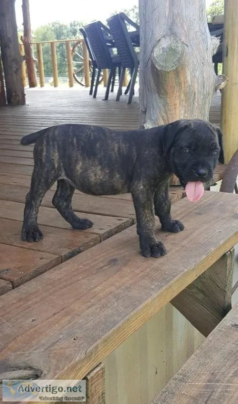 Home raised Cane Corso Italiano Puppies