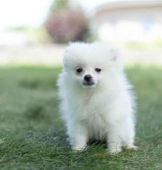 Home Raised Pomeranian puppies