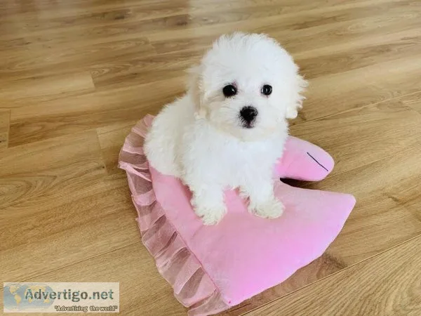 Bichon Frise for sale