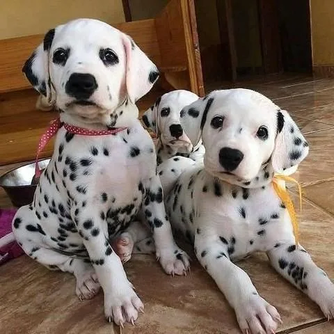 Home Raised Dalmatian Puppies ready to go
