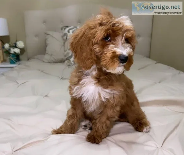 Adorable Goldendoodles Puppy&rsquos For Rehoming.