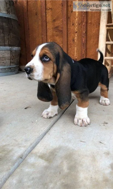 Stunning Basset Hound Puppies. Boys and girls