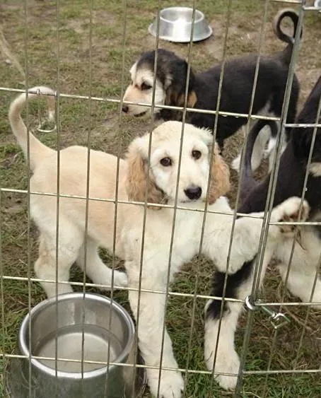 Beautiful Afghan Hound Puppies  ready