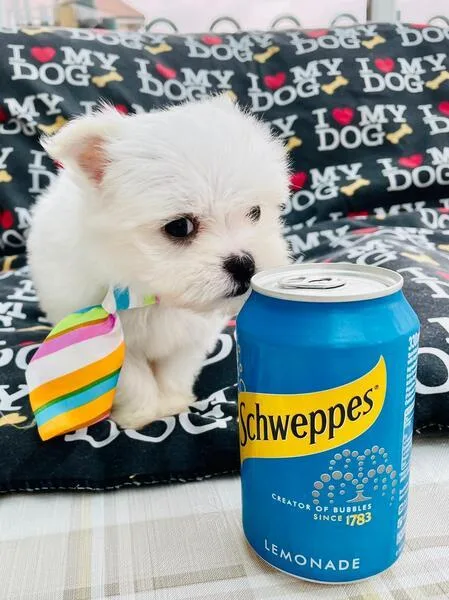 Maltese puppies.