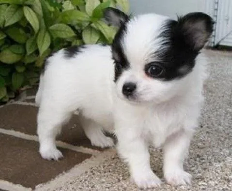 chihuahua puppies.
