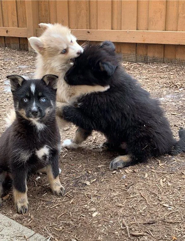 Healthy Pomsky Puppies Ready