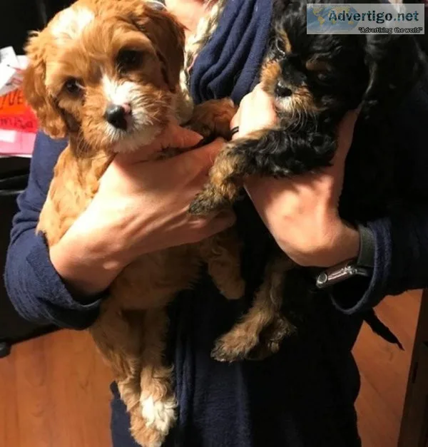 Well Socialized Cavapoo puppies.