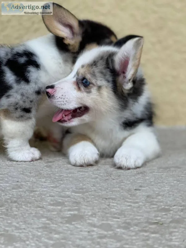Pure corgis puppies
