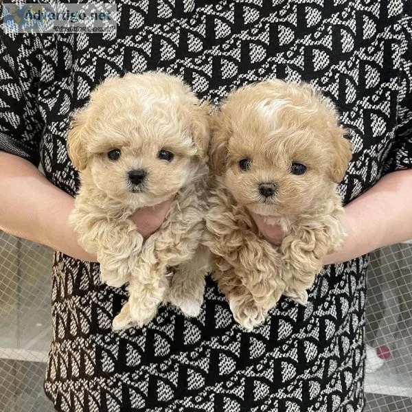 Gorgeous Toy Poodle Puppies
