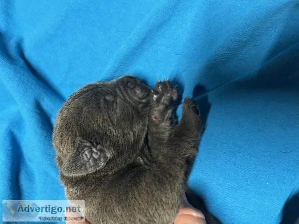 AKC and ICCF PUPPIES