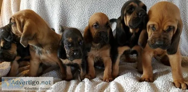 Gorgeous Bloodhound Puppies for lovely homes..