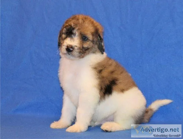 Aussie Doodle puppies available now.