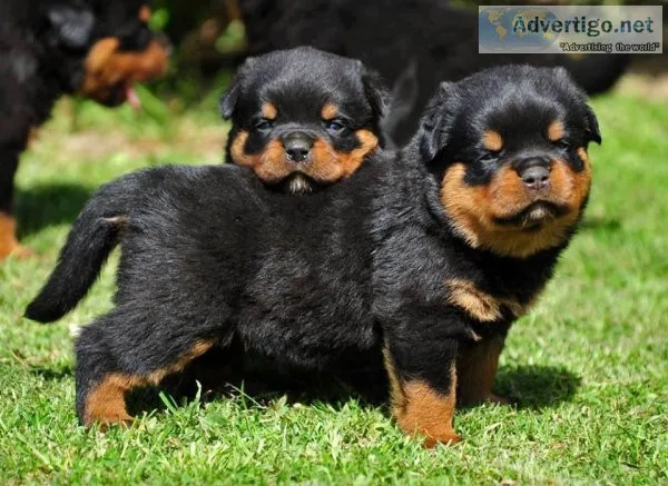 Beautiful Rottweiler.