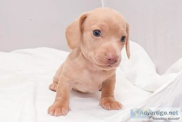 Dachshund Puppies for sale