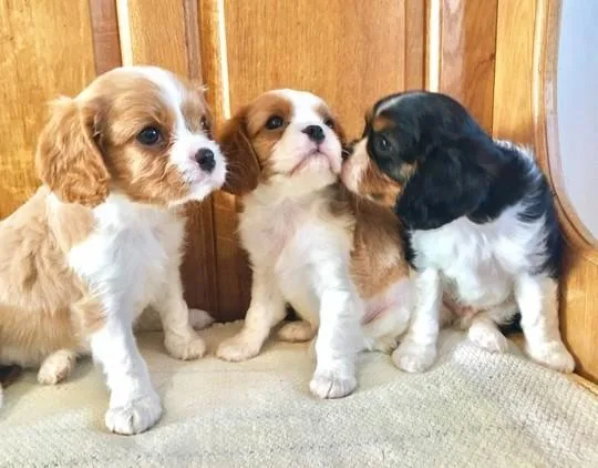 cavalier king charles puppys for sale.