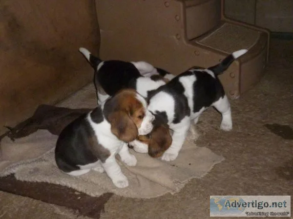 Nice calm  Beagle.