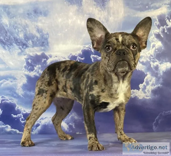 Lulu Female Frenchton