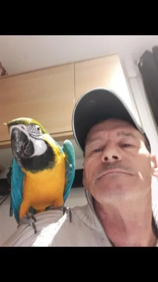 Bonded paired Blue and Gold Macaws available