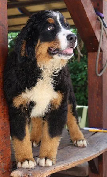 Home raised Bernese Mountain (Dog) puppies