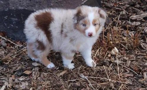 Beautiful Australian Shepherds puppies