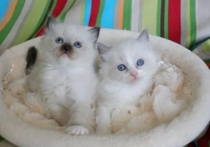 Beautiful pure Ragdoll kittens