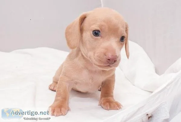 Dachshund puppies for sale