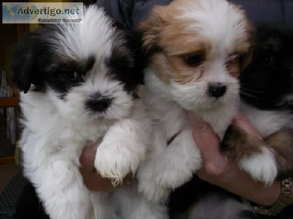 Adorable Lhasa Apso puppies