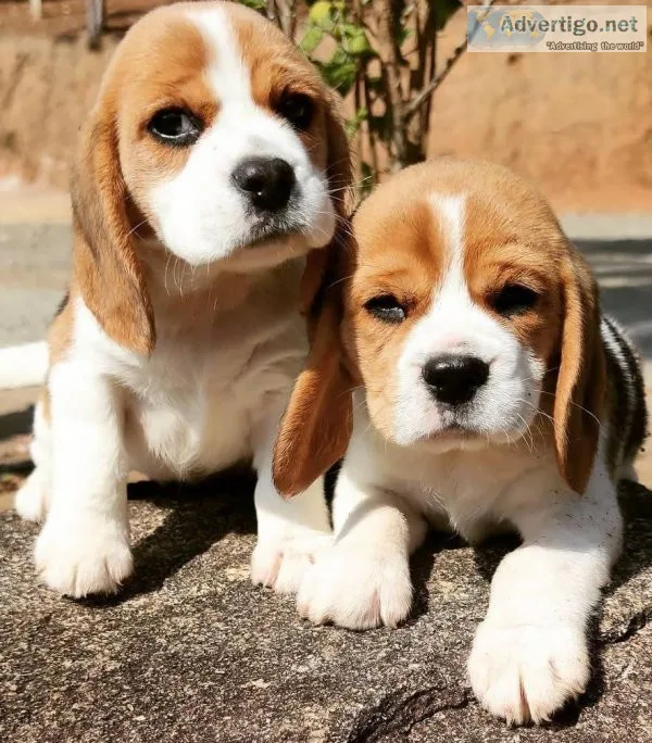 Adorable beagle puppies