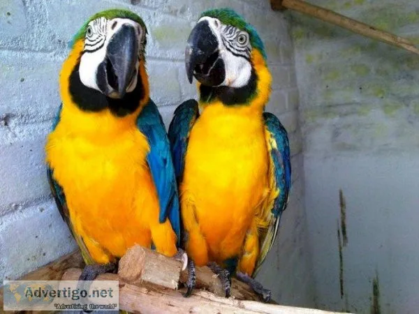 Hand feed blue and gold Macaws