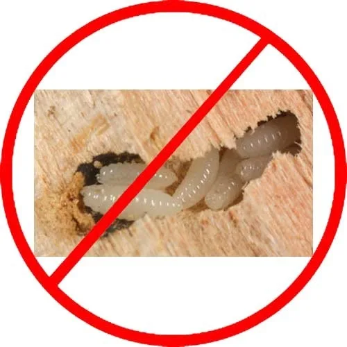 Wood borer control service in hyderabad