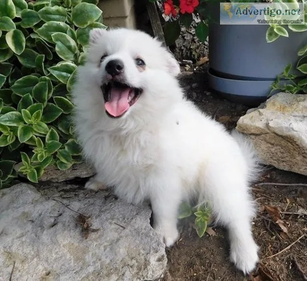 Pure American Eskimo Dog puppies ready