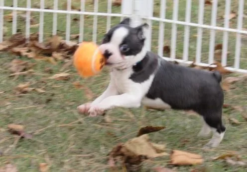 Lovely Boston Terrier Puppies.