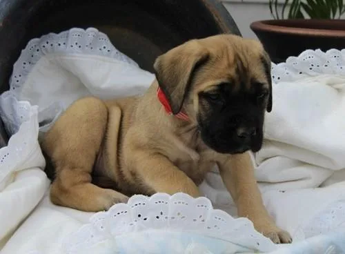 Well Socialized Bullmastiff puppies available