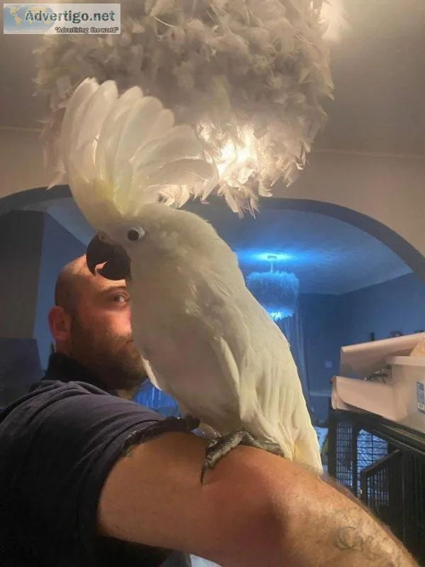 Umbrella Cockatoo parrots available now