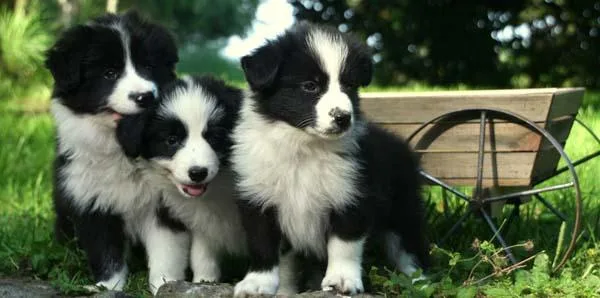 Male and female Border Collie puppies ready