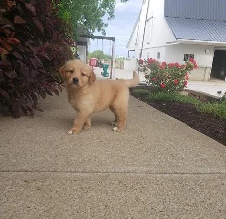 Sweet Golden retriever puppies