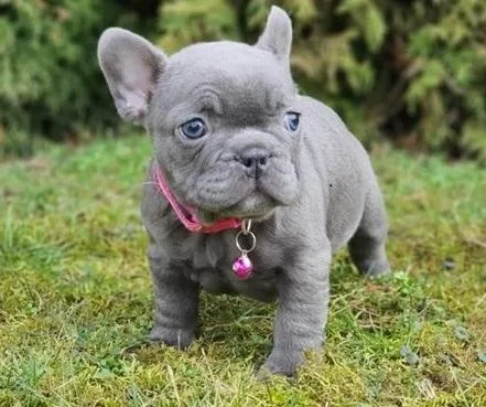 French bulldog puppies