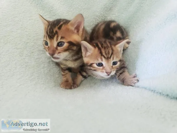 Champion  line home raised Bengal kitten
