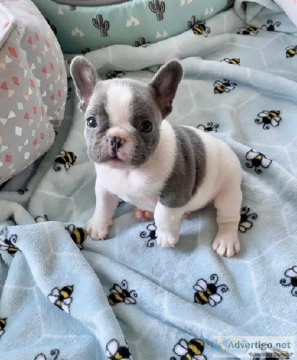 French bulldog puppy