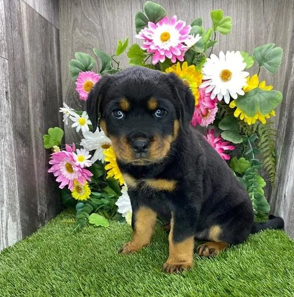 Sweet rottweiler puppies
