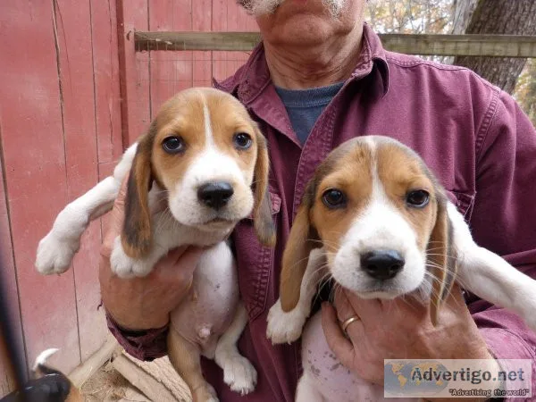Beagle Puppies